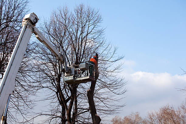 Best Aeration Services  in Lapwai, ID